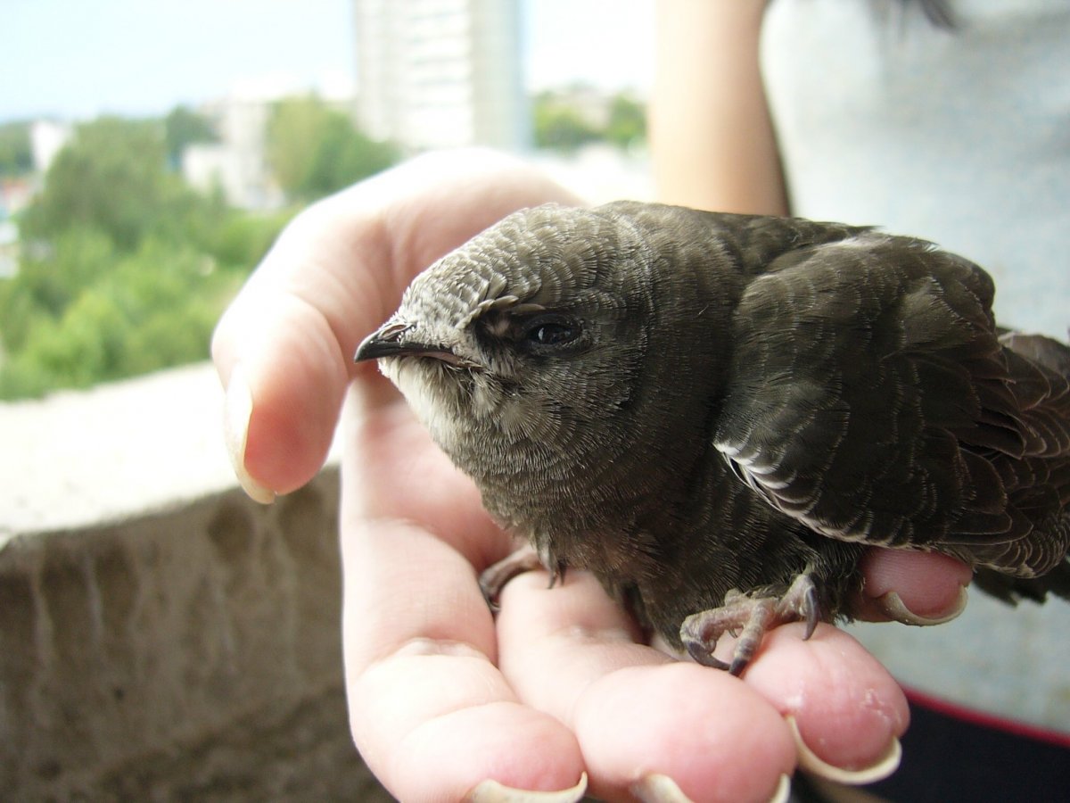 Детеныш ястреба