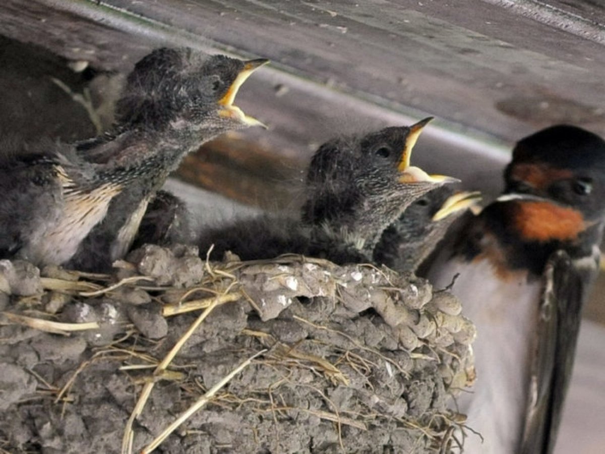 Прожорливые птенцы