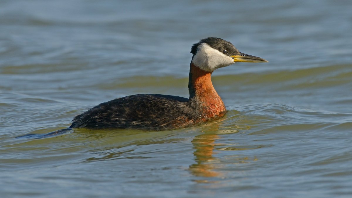 Нелетающие водоплавающие птицы поганки