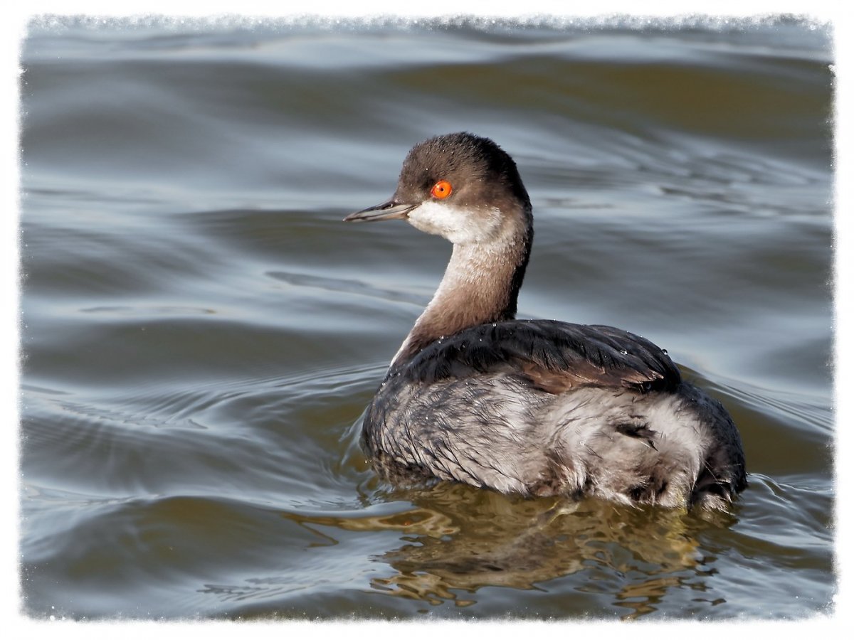 Болотный нырок