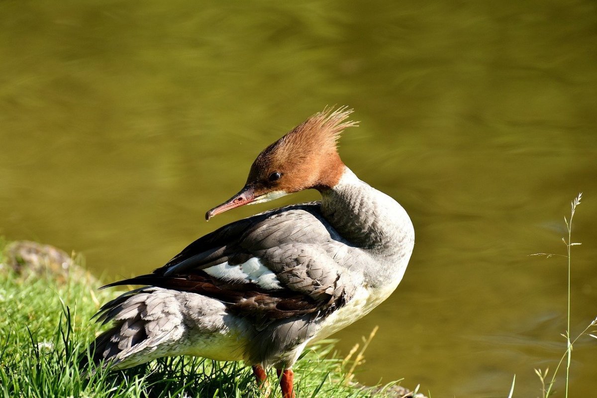 Нырок крохаль