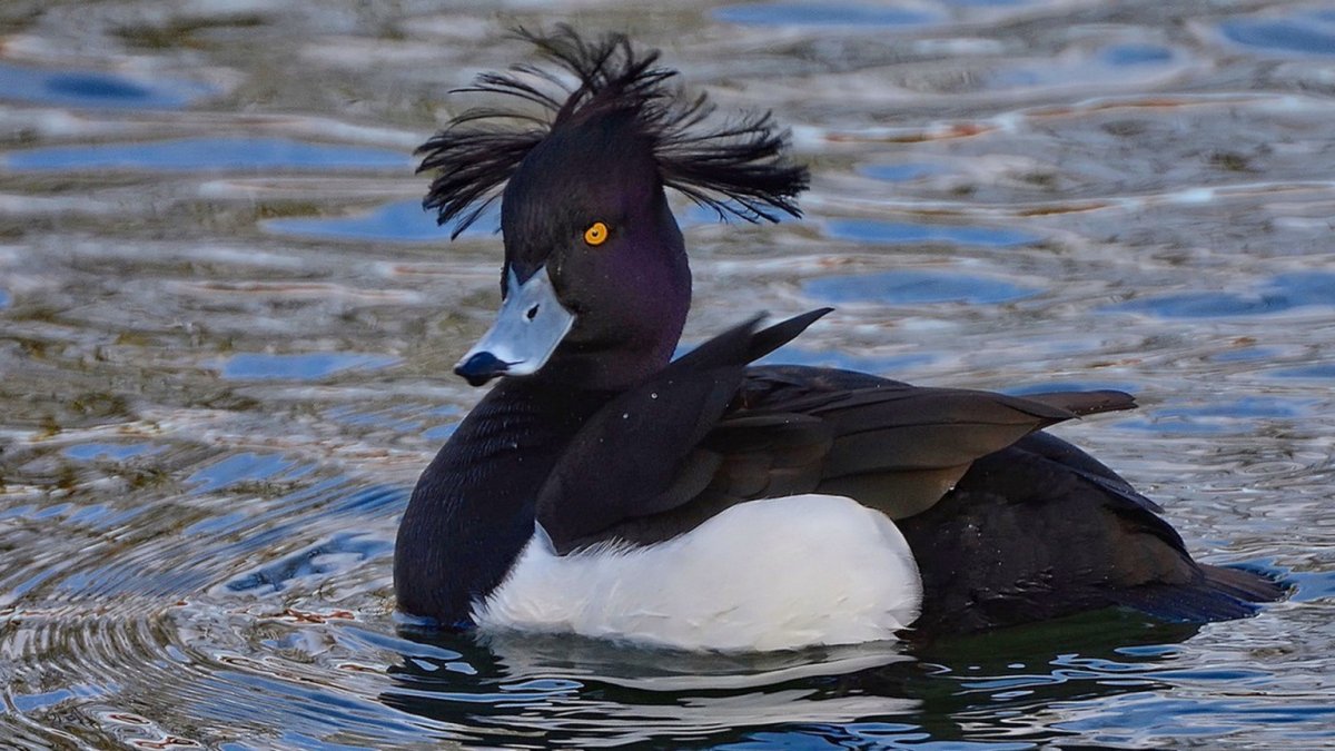 Хохлатая чернеть птица