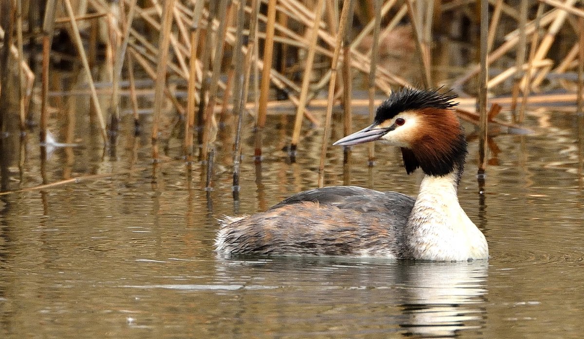 Астраханский заповедник водоплавающие птицы
