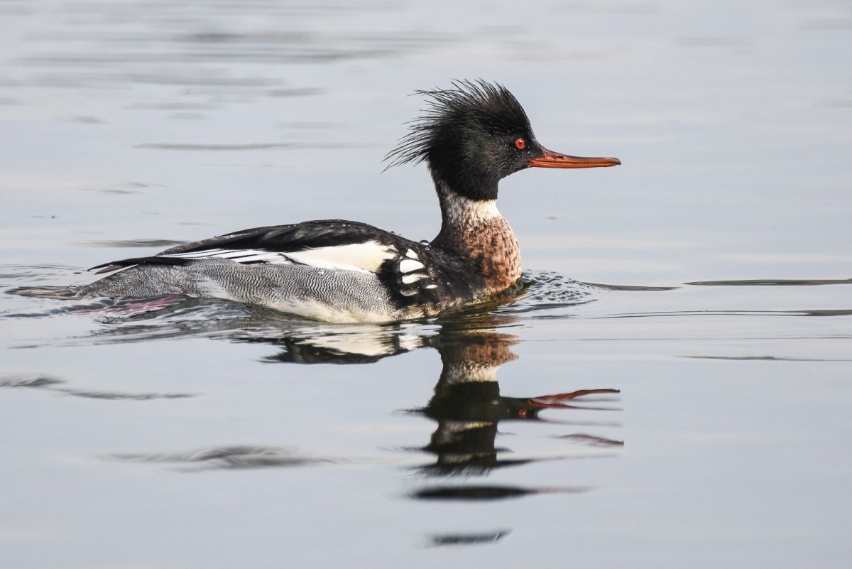 Крохаль длинношеий