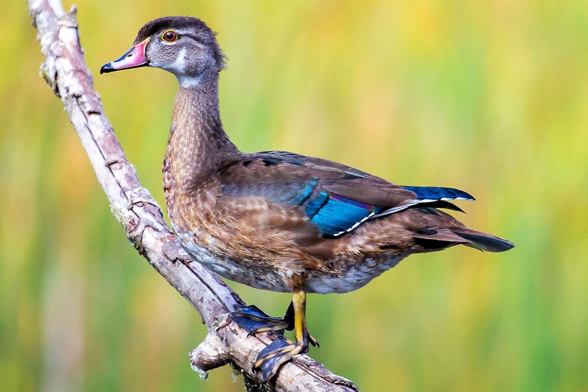 Утки Сухопутные