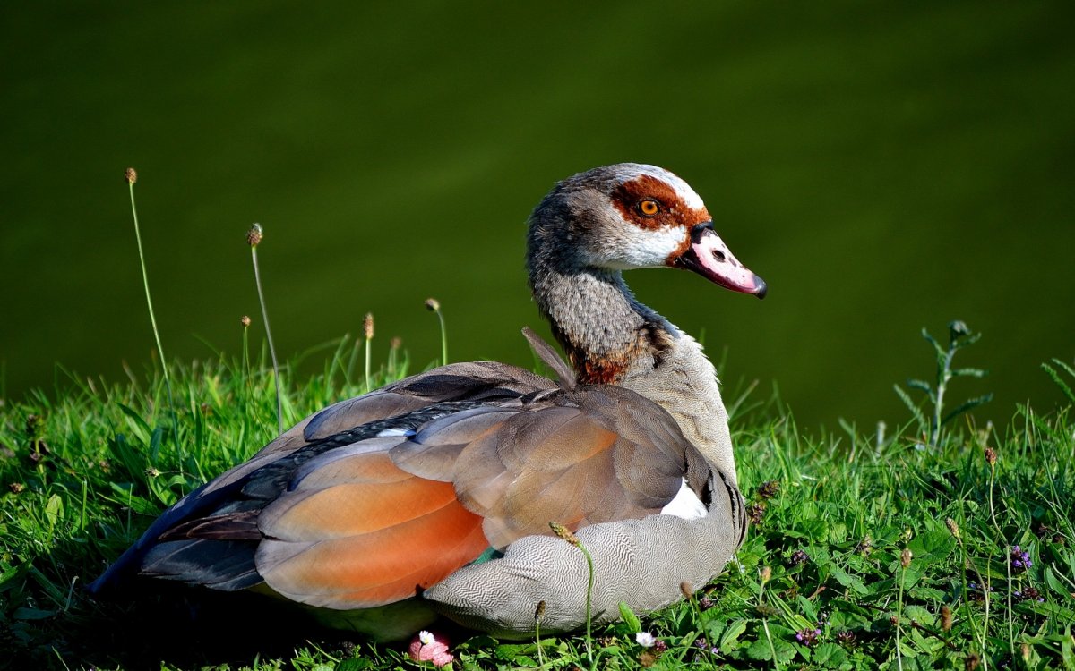 Огарь кряква гибрид