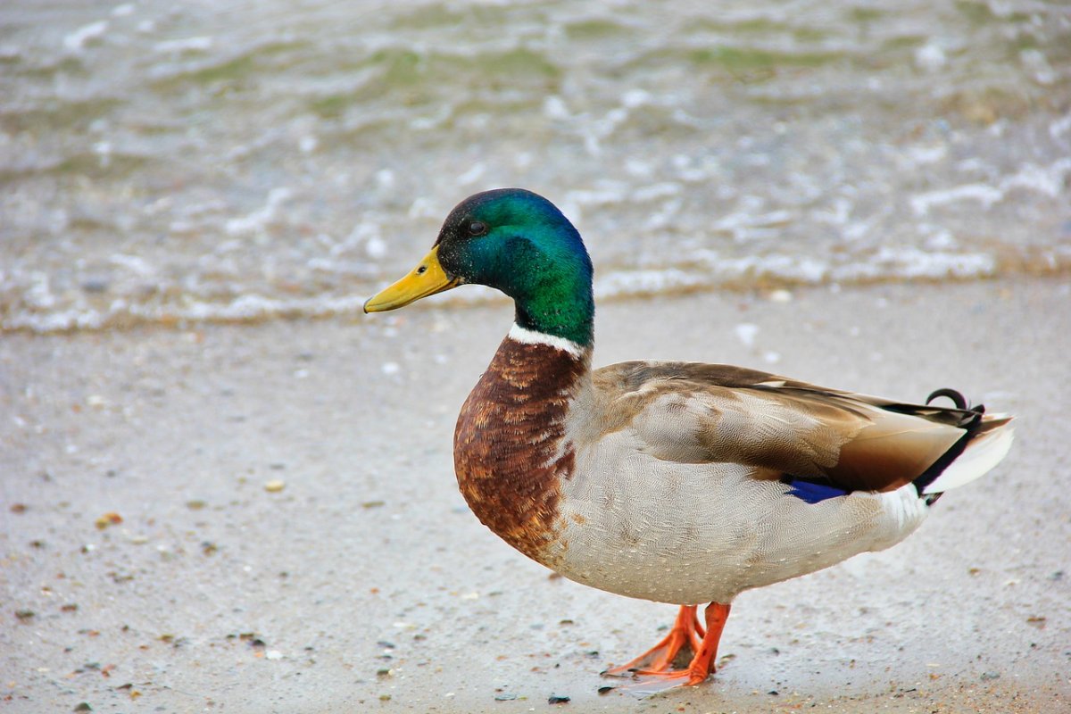 Декоративные утки