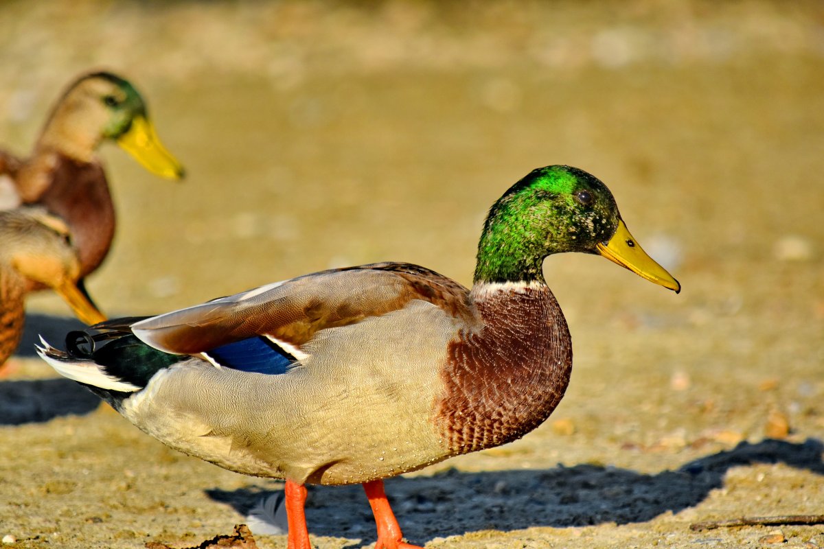 Аргентинская Озерная утка 41 см