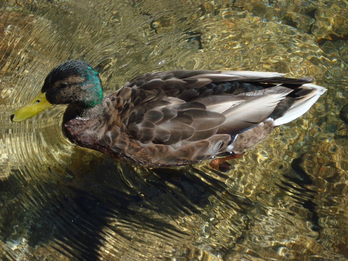 Попугай Мандаринка