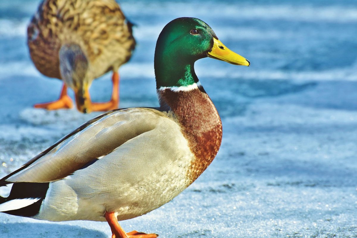 Бангладешская птица утка