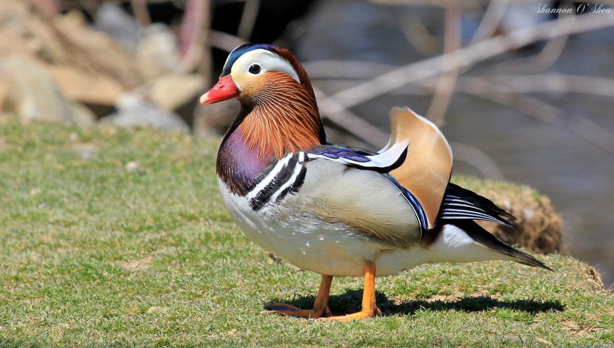 Утка с клювом курицы