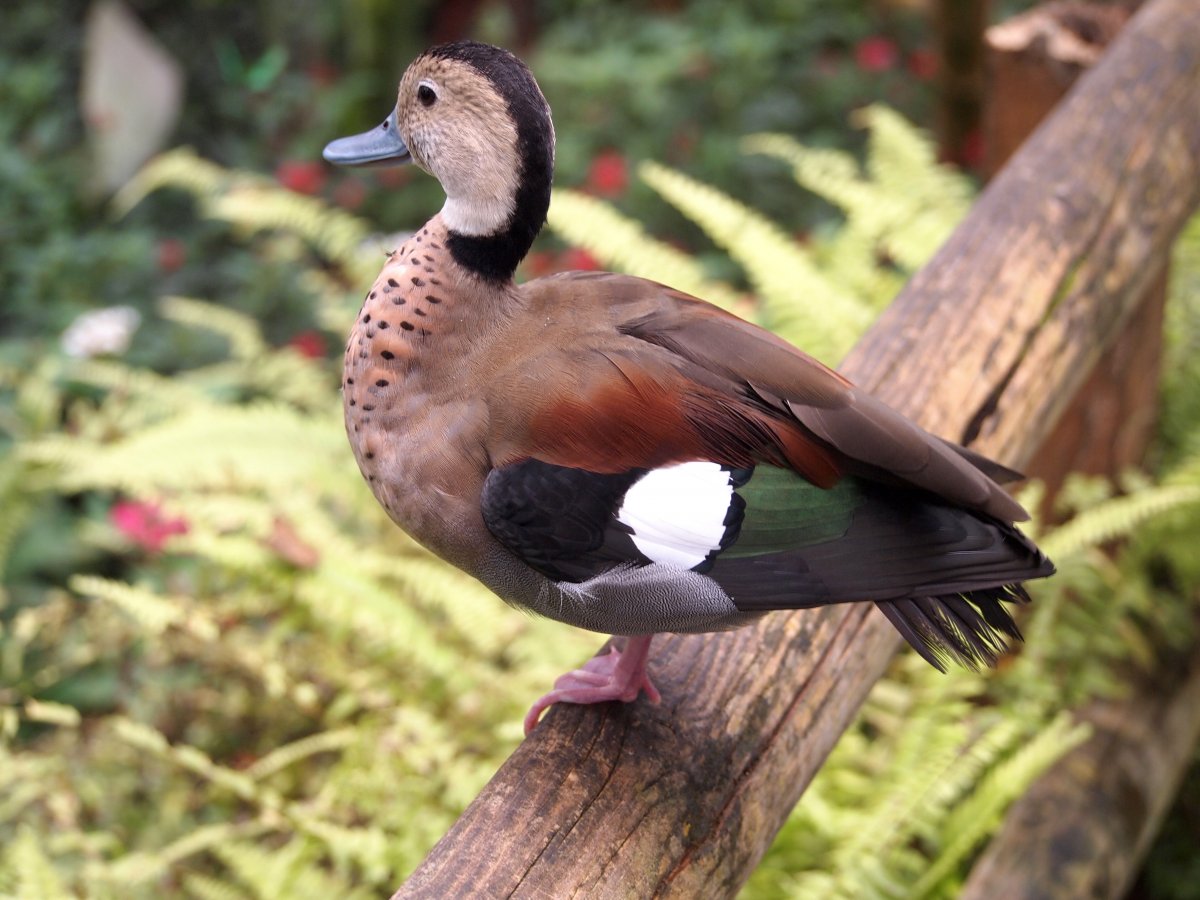 Чери вери утка