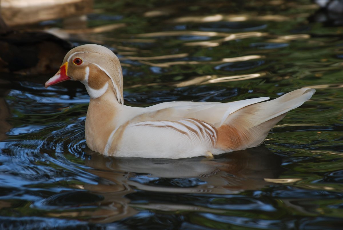 Французские утки
