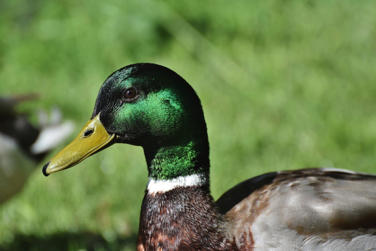 Утка с гусиным клювом