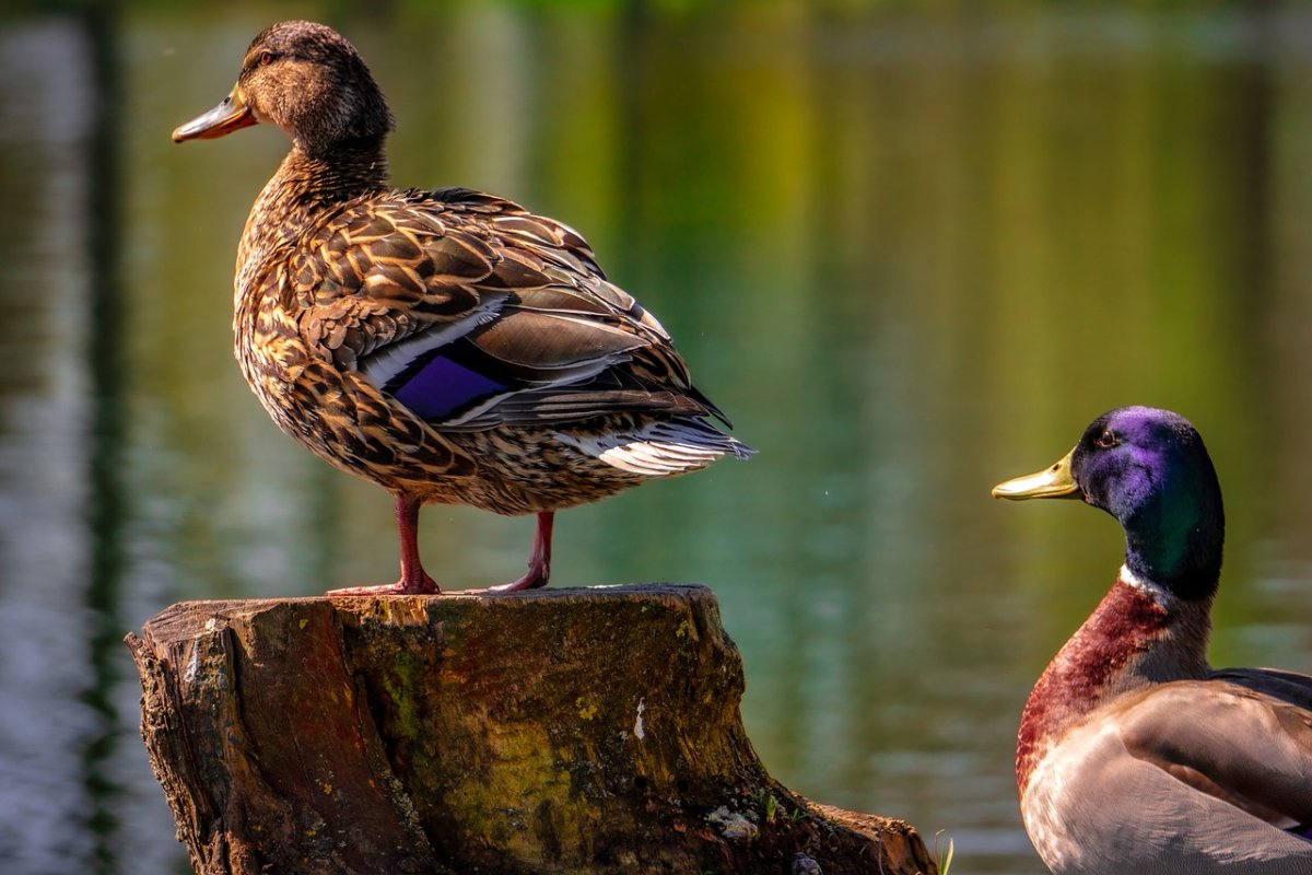 Утки породы кряква