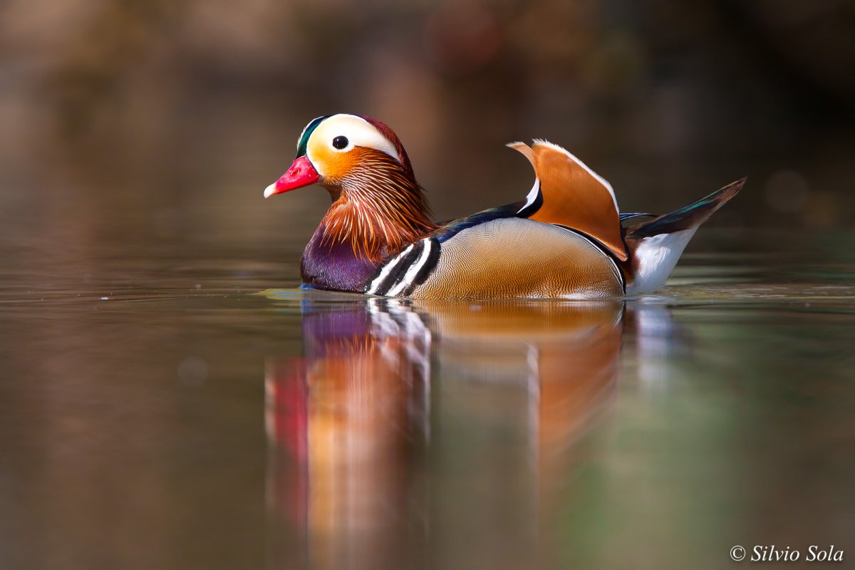 Утка Барбари