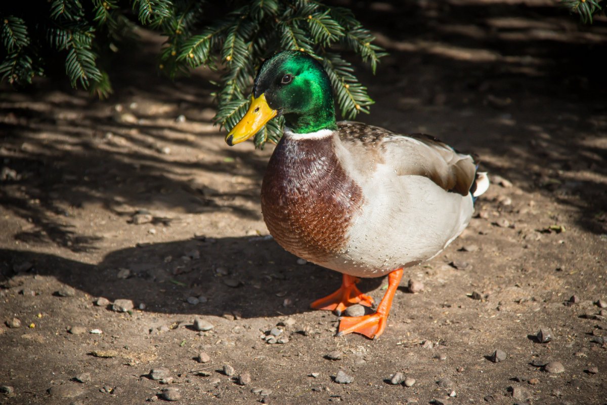Ростовский зоопарк водоплавающие птицы