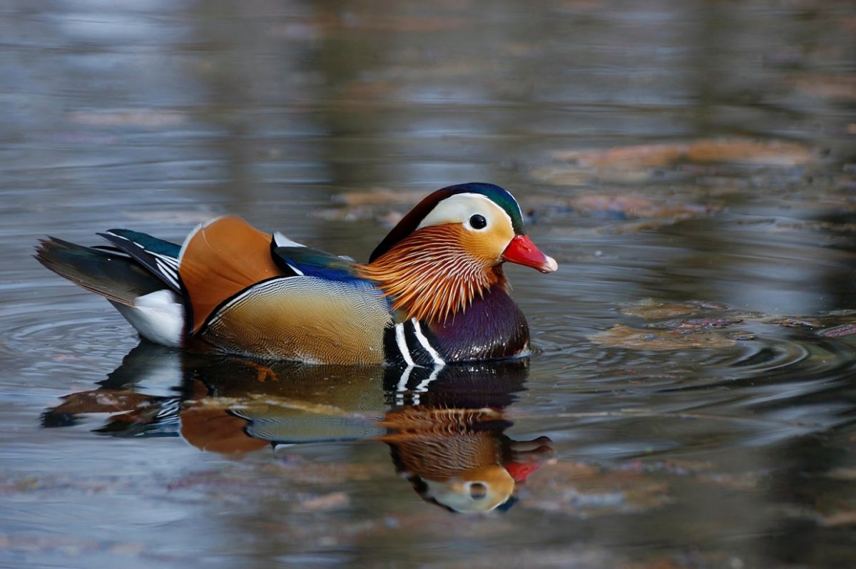 Утка фото для детей