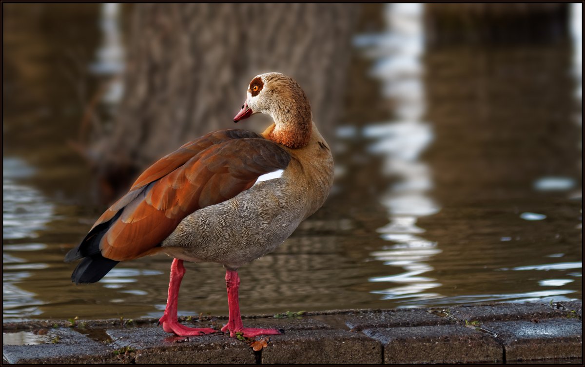 Чери вери утка