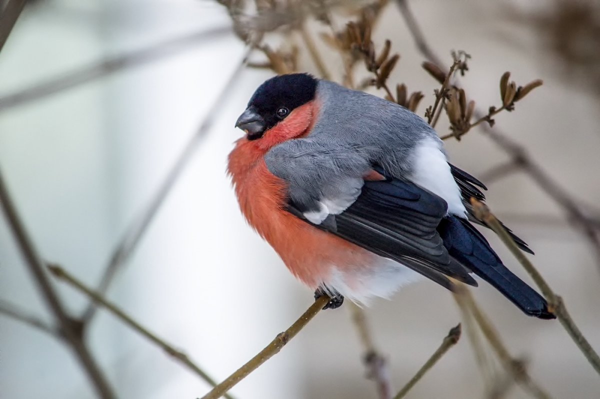 Снегирь обыкновенный pyrrhula pyrrhula