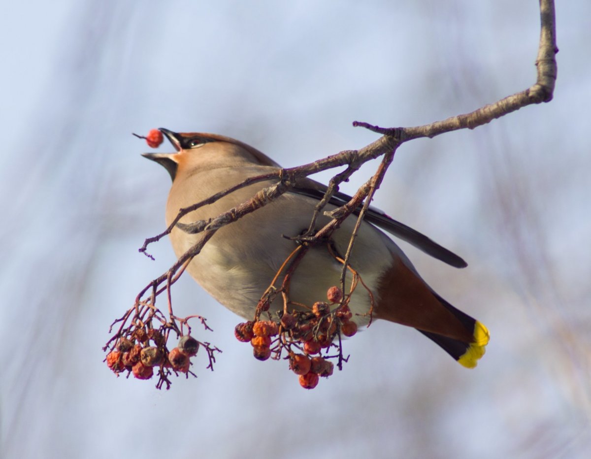 Стайные зимующие птицы