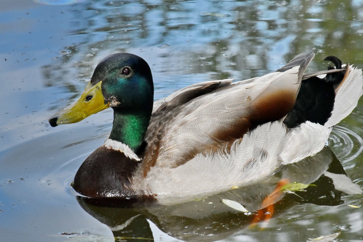 Черно белая утка