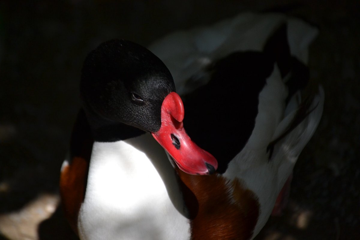 Чернеть хохлатая селезень