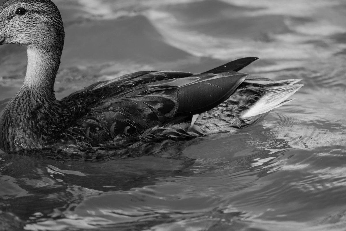 Черно белая утка