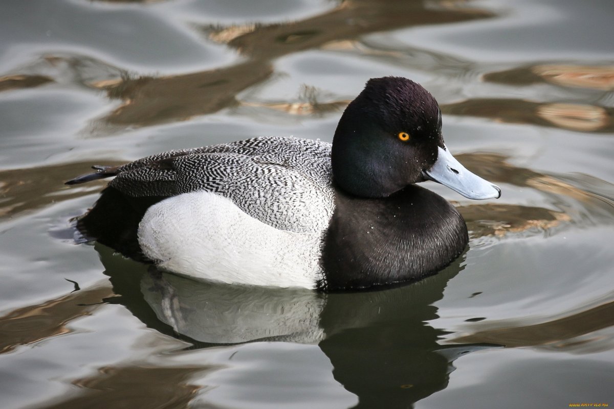 Белоносая утка