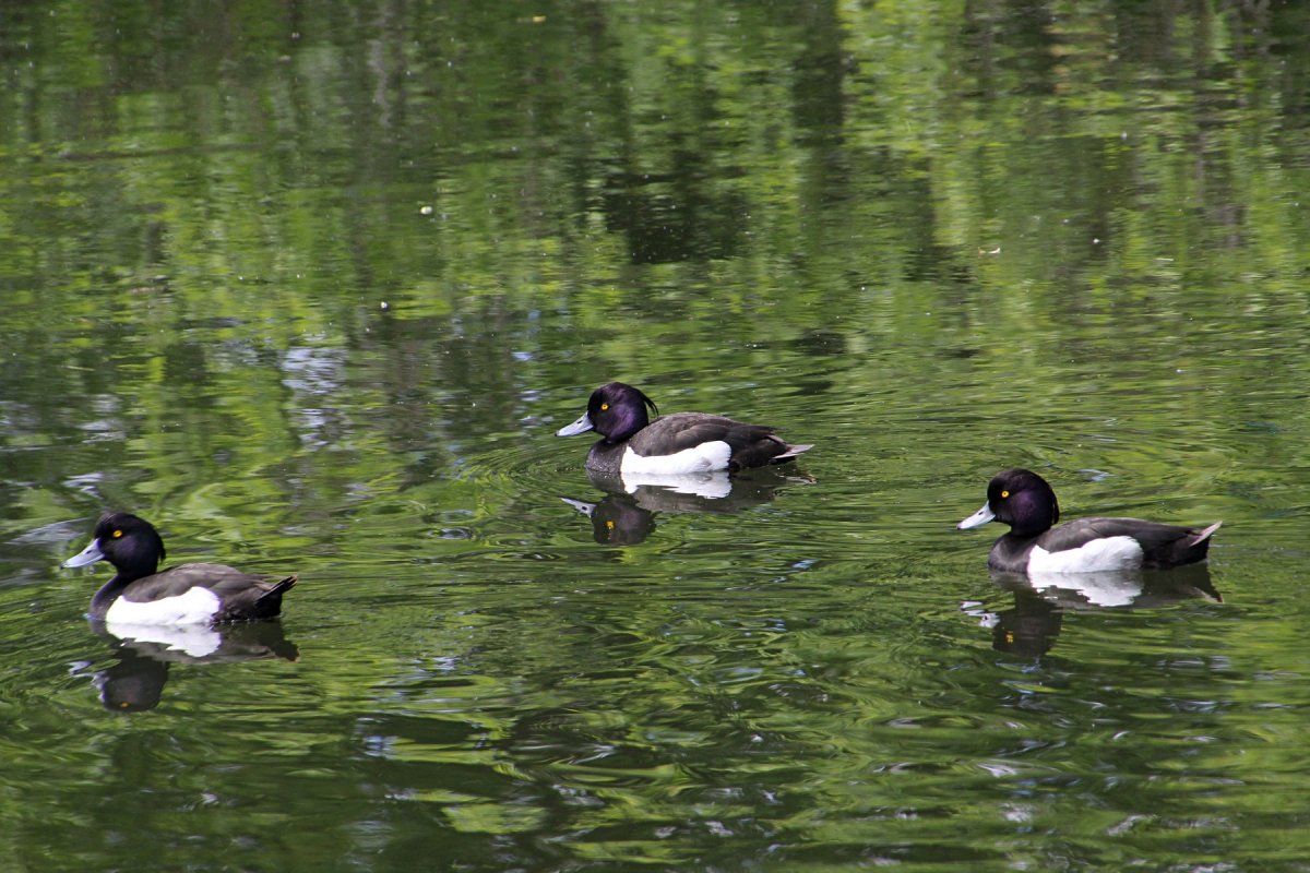 Утка рядовой