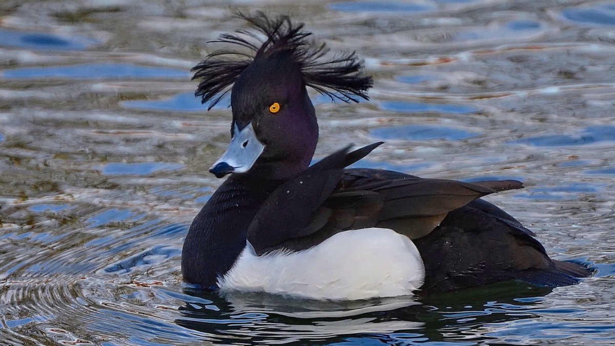 Хохлатая чернеть птица