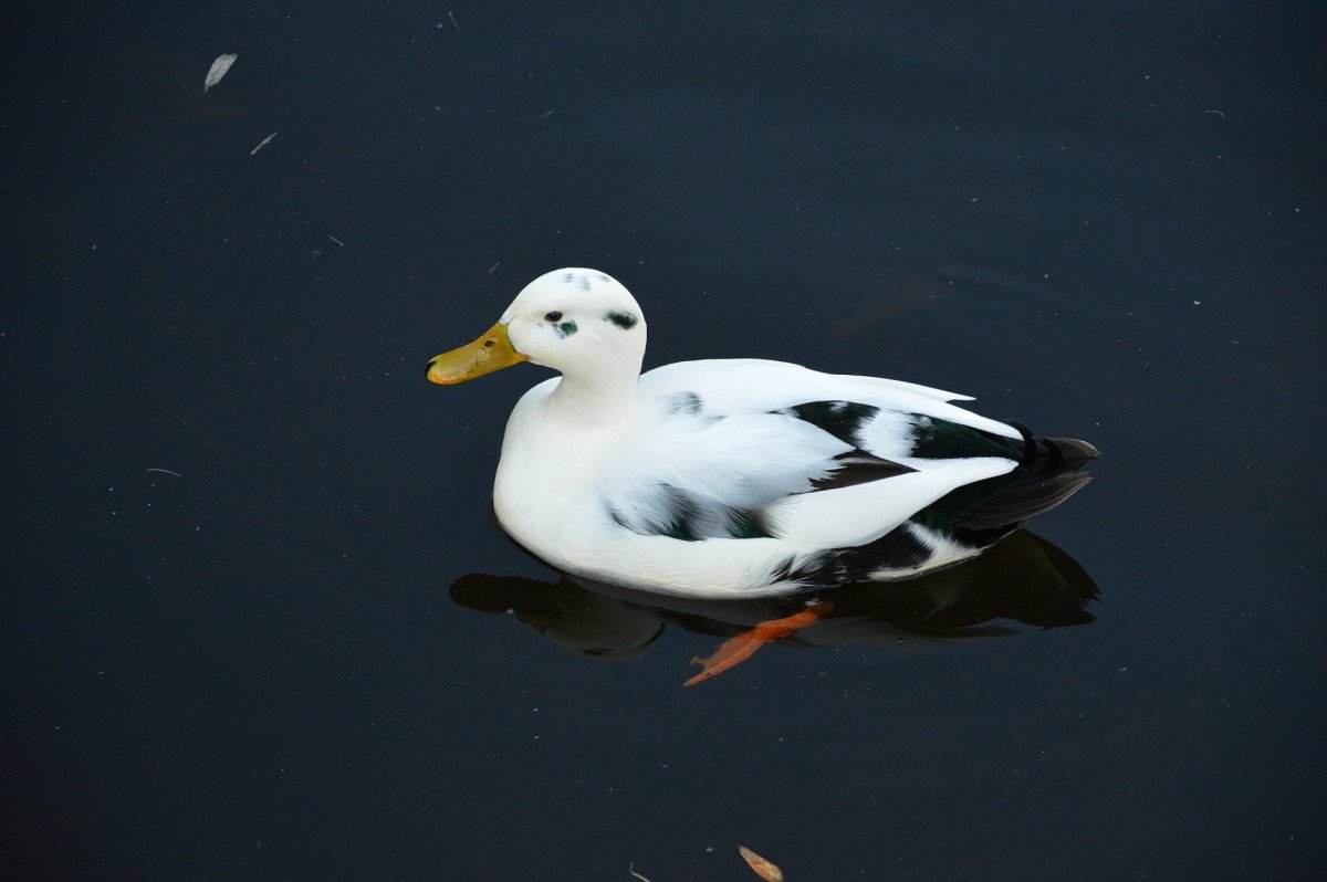 Утка нырок черная с белой грудкой