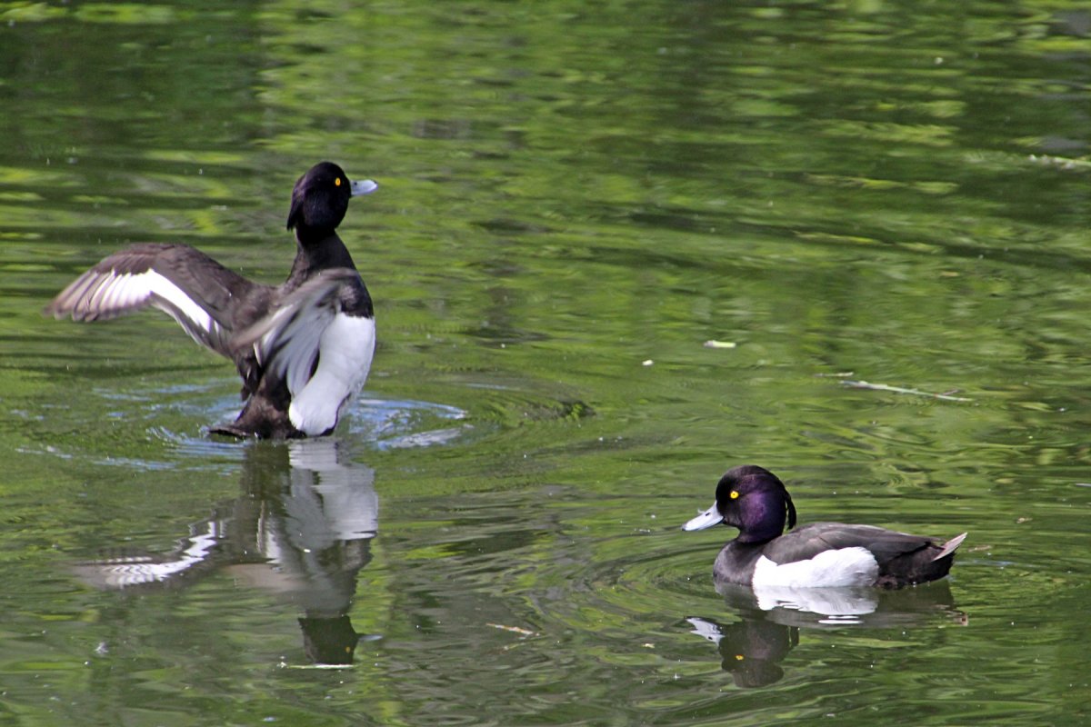 Дикая мускусная утка