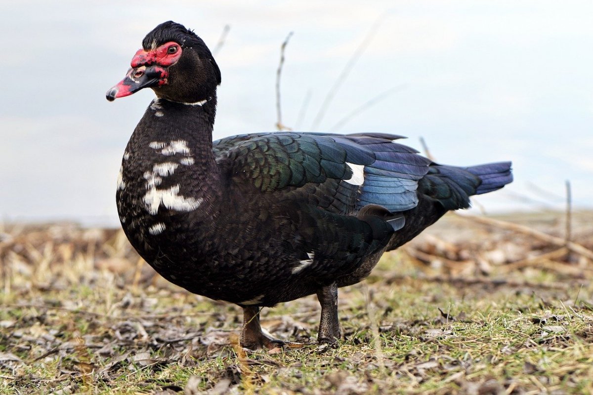 Белая кряква утка Дикая