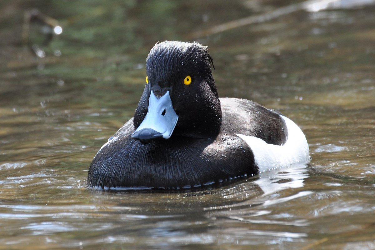 Чернь чубата