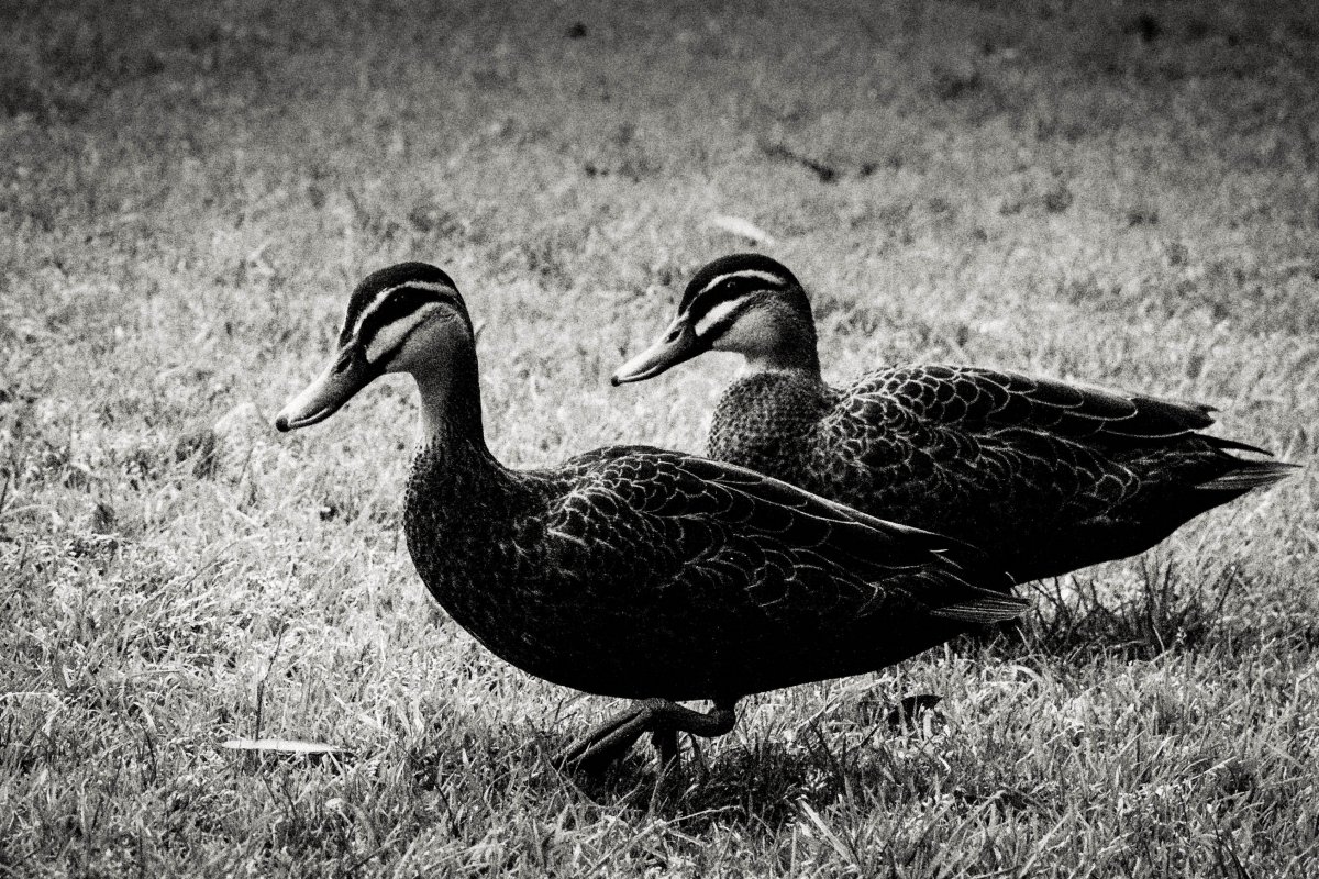 Чёрно-белая утка