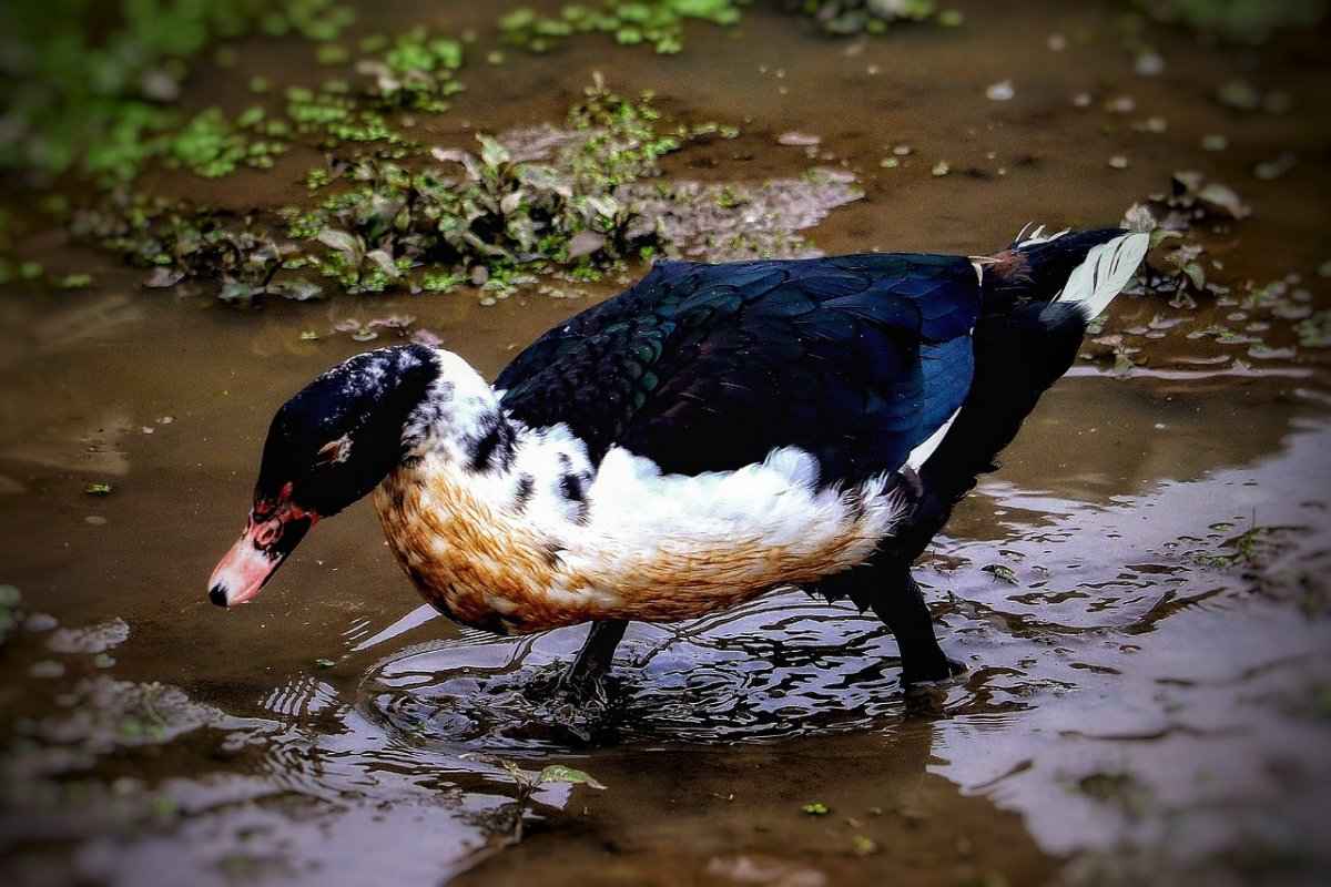 Утка черно белая Дикая