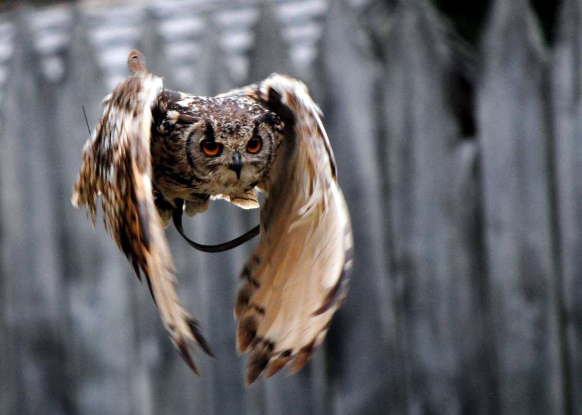 Ночные хищники птицы