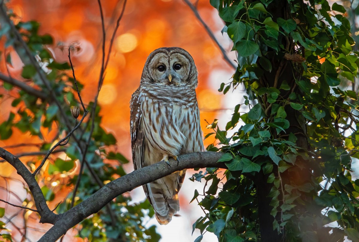 Красивая Сова на ветке