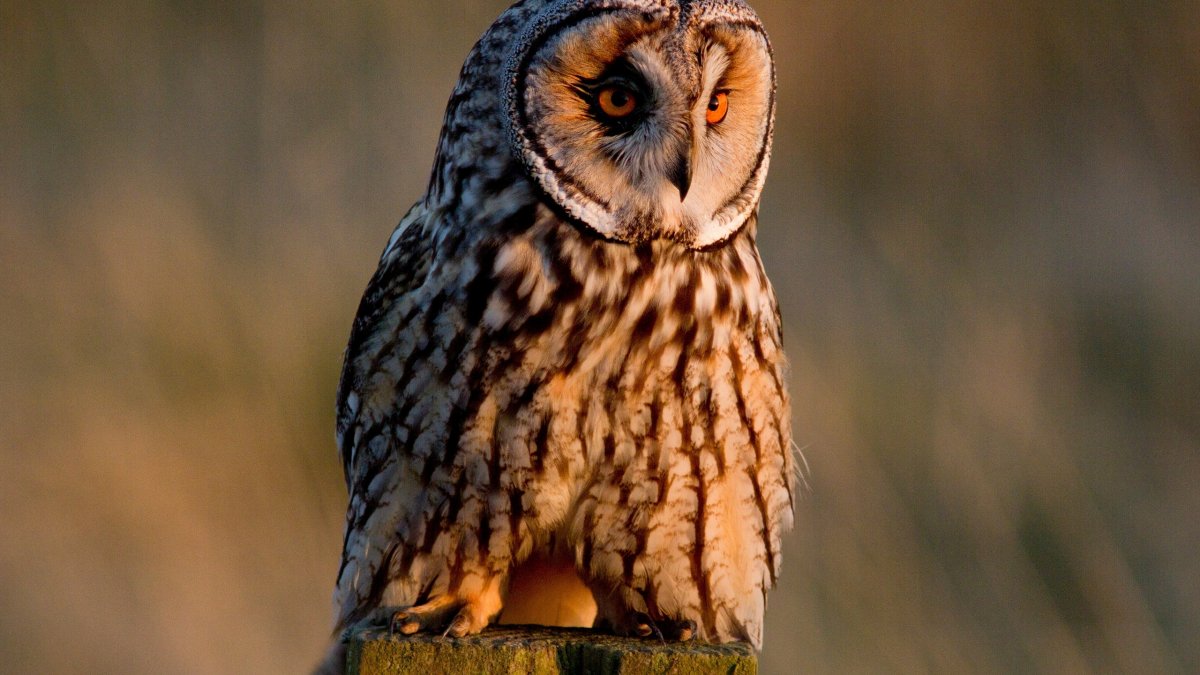 Какого цвета Сова