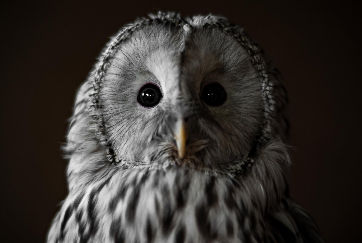 Картинки на рабочий стол Сова