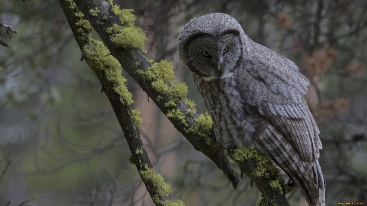 Сова ночью