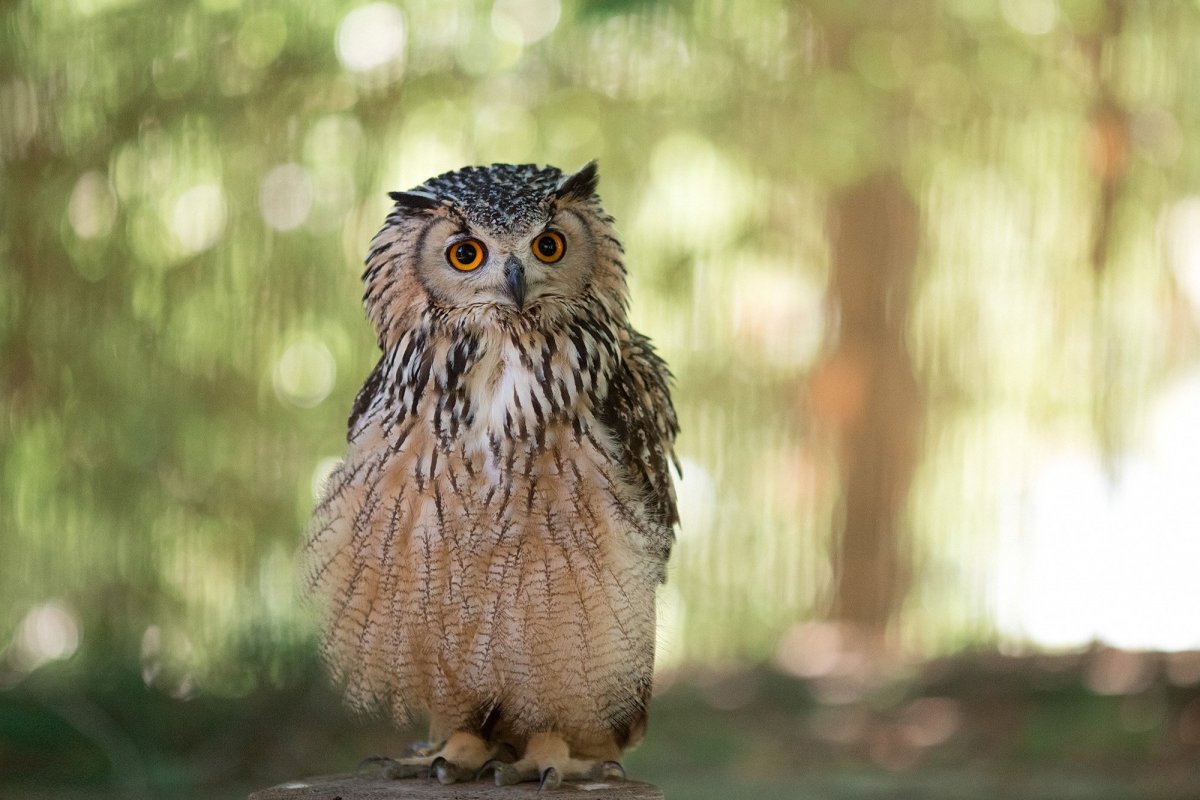 Добрая Сова