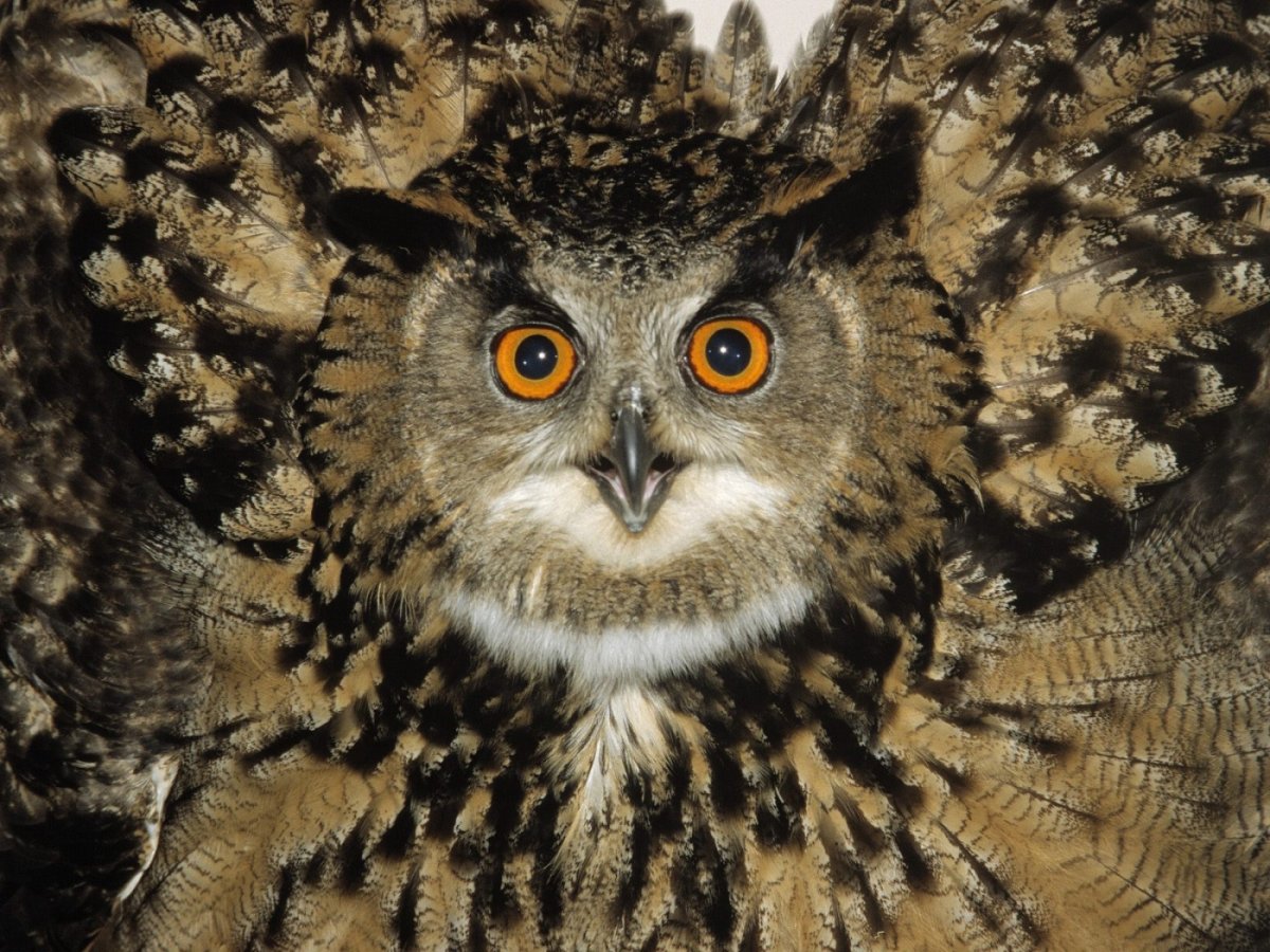 Самая здоровая Сова с желтыми перьями