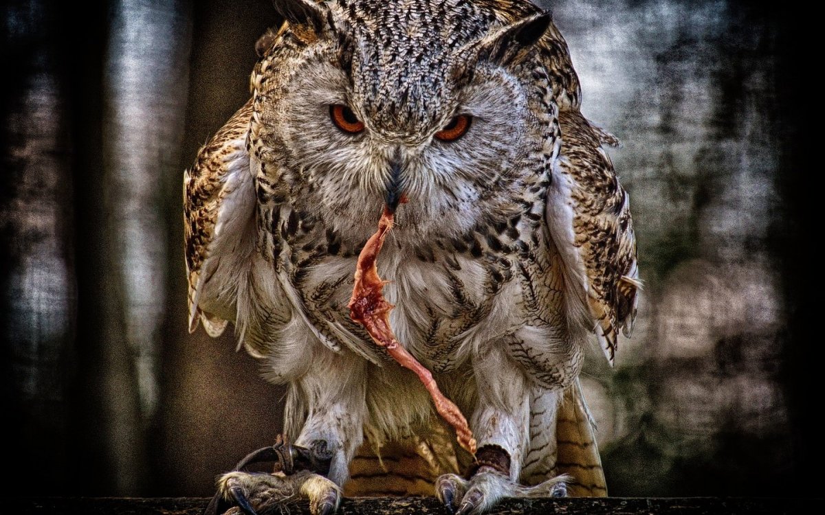 Филин с добычей