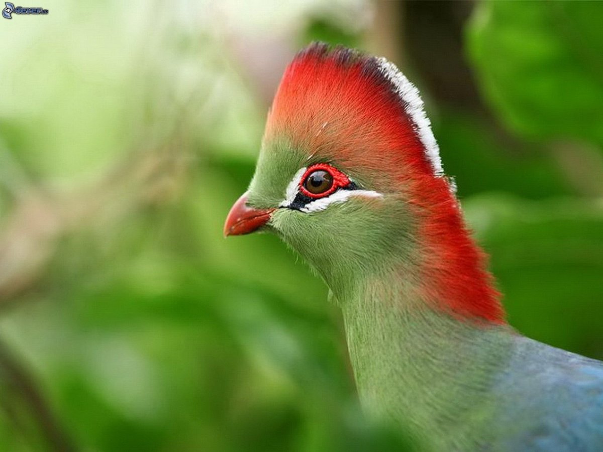 Птичка турако