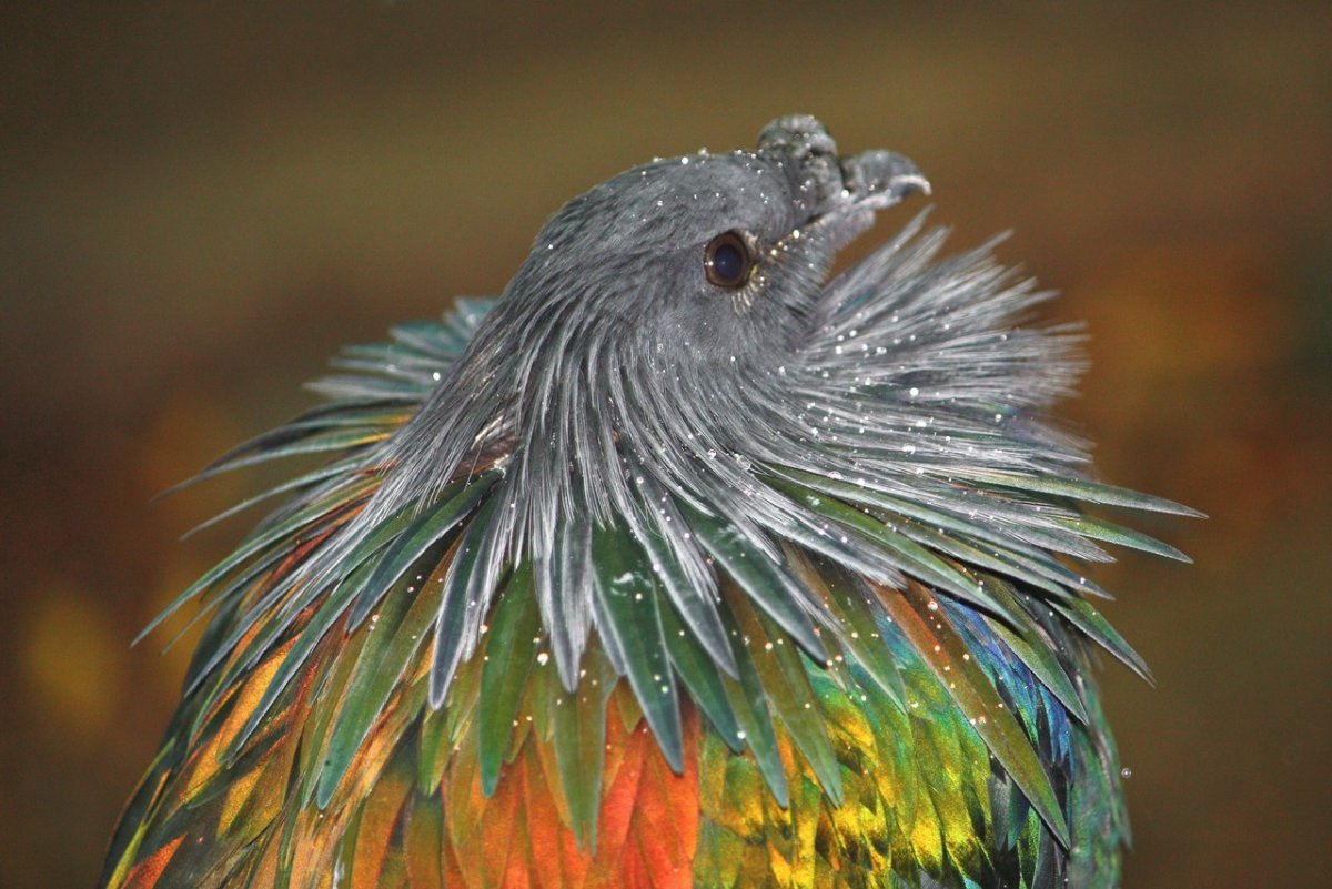 Птица Гривистый голубь