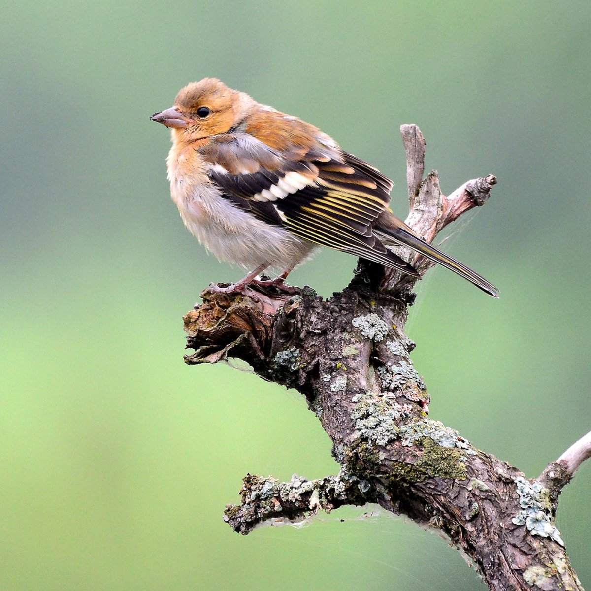 Хохлатая свиристель