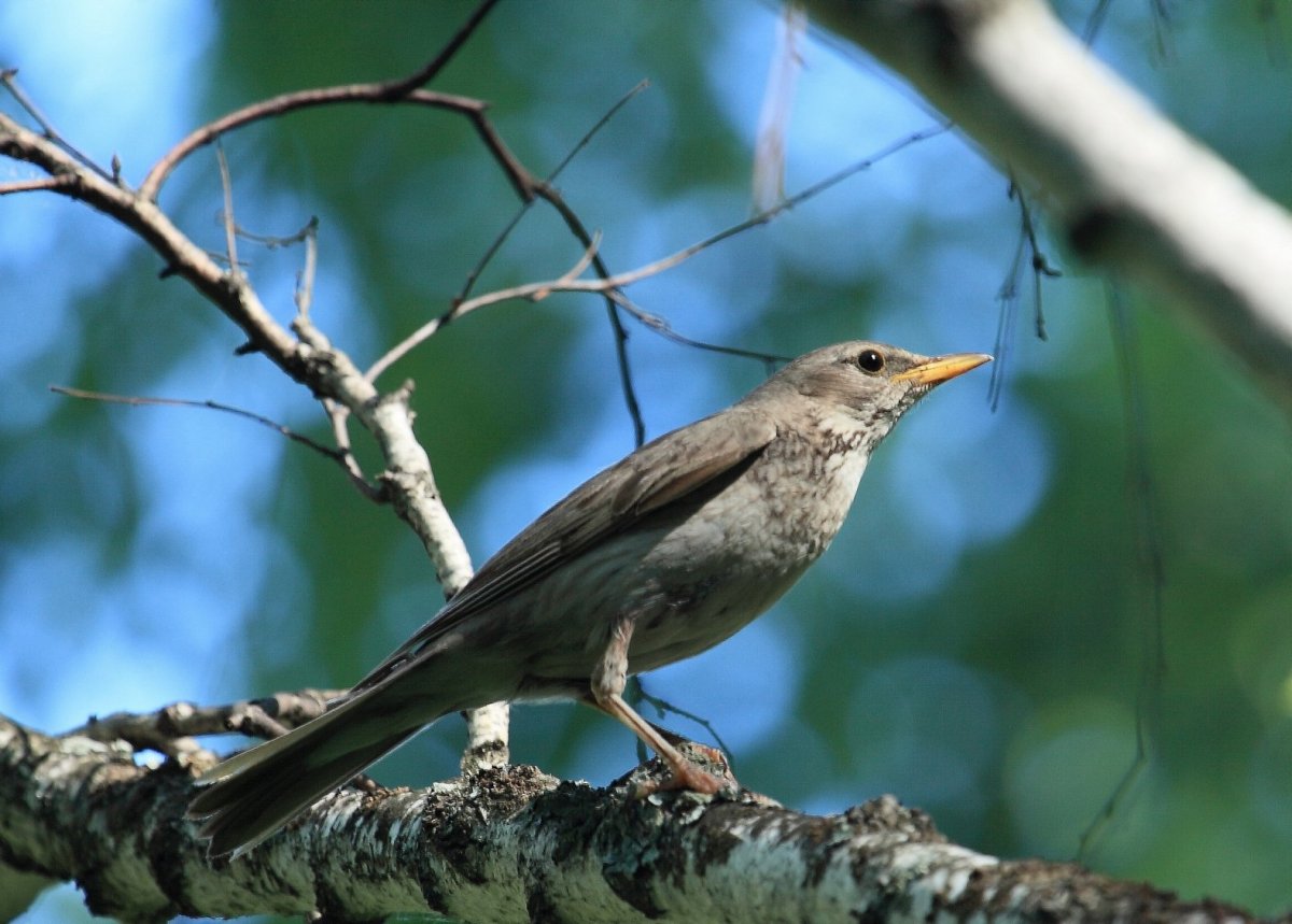 Дрозд обыкновенный самка