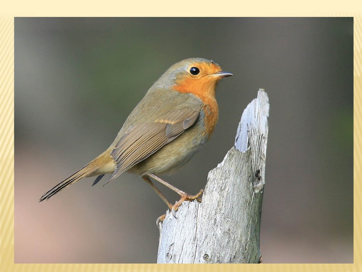 Зяблик обыкновенный ( fringilla COELEBS)